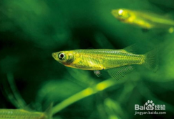 青鳉鱼,探寻青鳉鱼的生态奥秘与观赏价值
